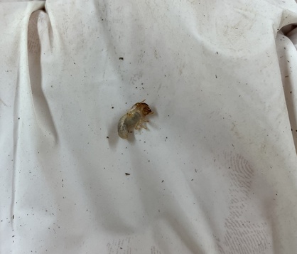 スマイルキッズの園の様子